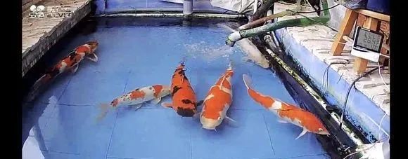 锦鲤鱼缸里能养绿萝吗,锦鲤鱼池上面放绿萝可以吗