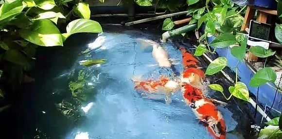 锦鲤鱼缸里能养绿萝吗,锦鲤鱼池上面放绿萝可以吗