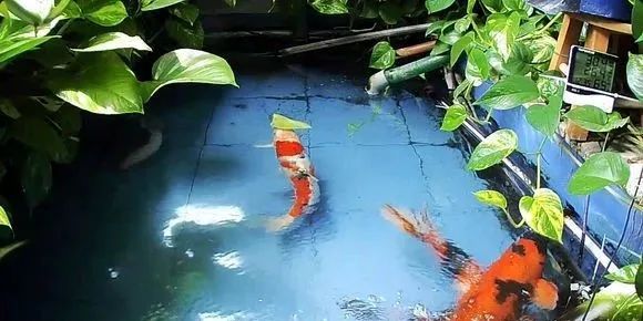 锦鲤鱼缸里能养绿萝吗,锦鲤鱼池上面放绿萝可以吗