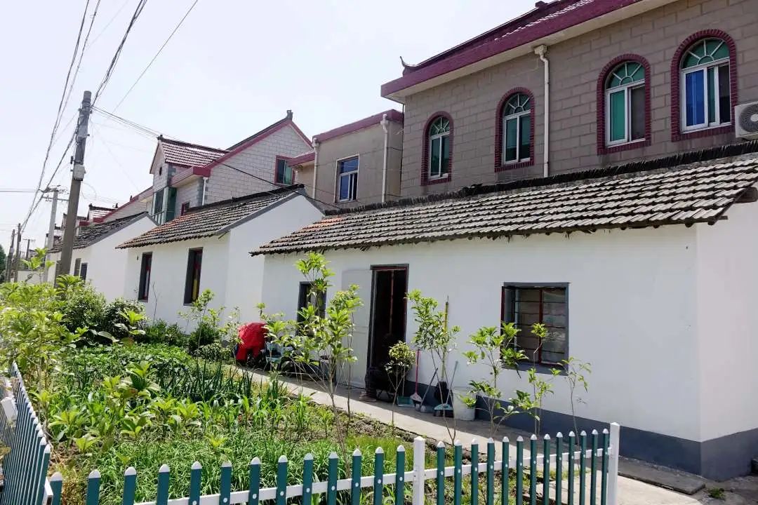 枫泾枫美路改造,青浦枫泾古镇