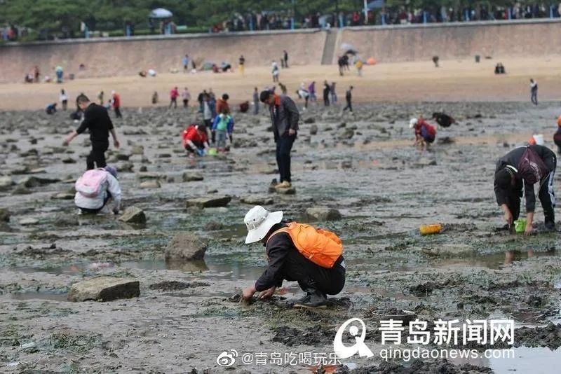 青岛崂山免费赶海最佳地点抓螃蟹,青岛最佳赶海地点有螃蟹