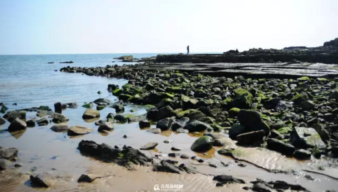 青岛崂山免费赶海最佳地点抓螃蟹,青岛最佳赶海地点有螃蟹