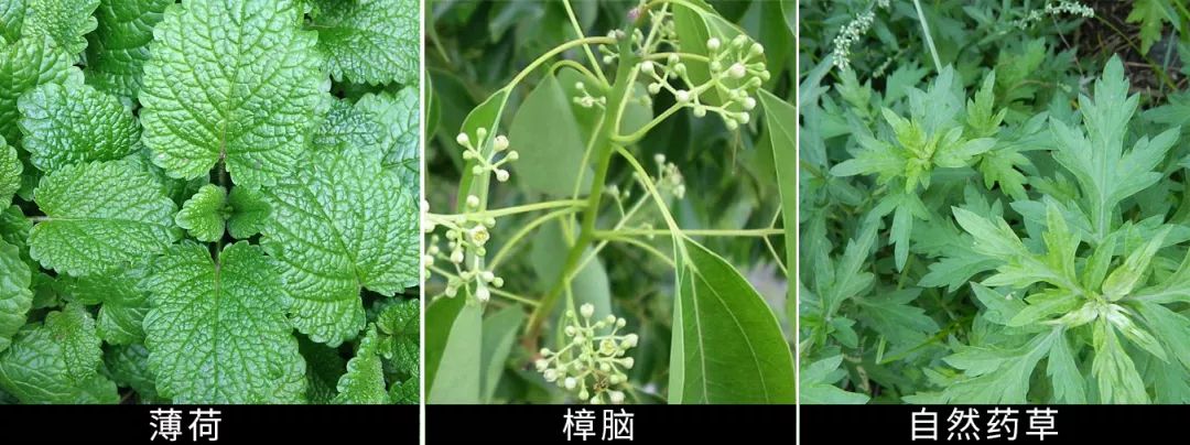 教你2分钟快速止痒,一小瓶止痒的药膏