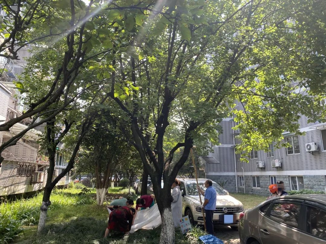 浙江一小区里随处可见的这东西，店里卖到15.8元一斤！居民随便捡