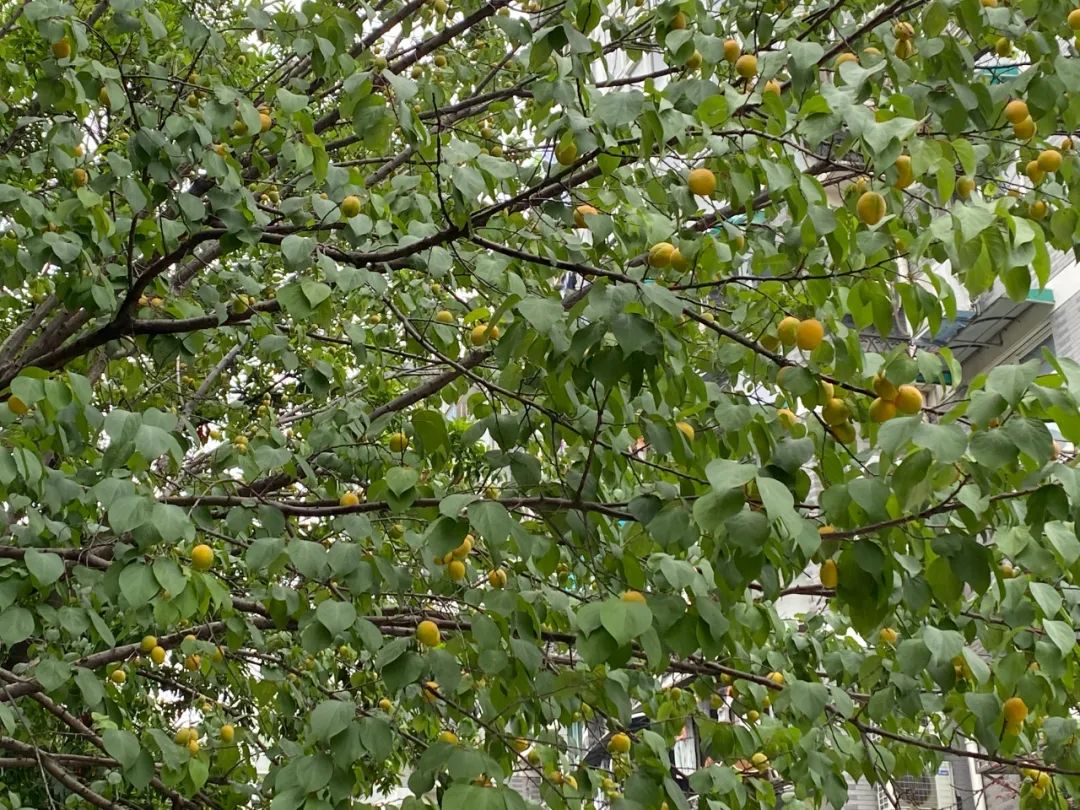 浙江一小区里随处可见的这东西，店里卖到15.8元一斤！居民随便捡