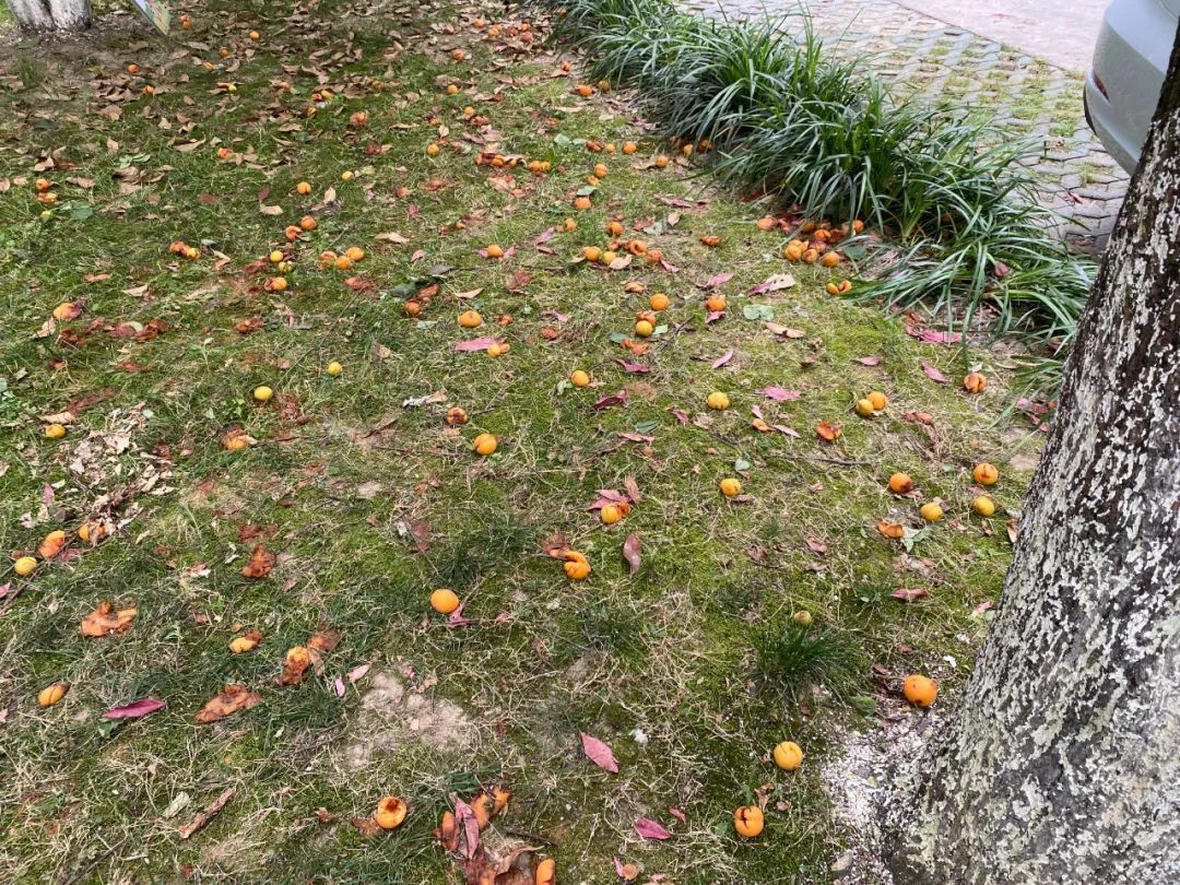 浙江一小区里随处可见的这东西，店里卖到15.8元一斤！居民随便捡