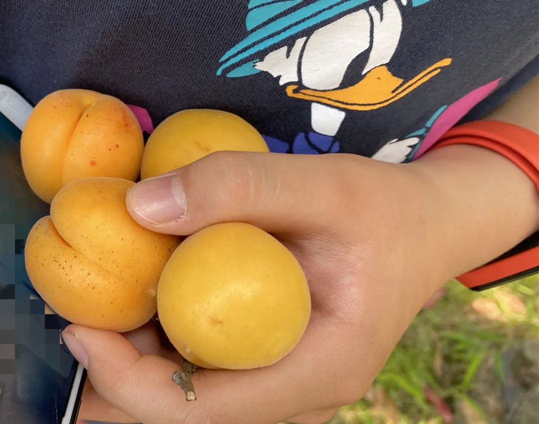 浙江一小区里随处可见的这东西，店里卖到15.8元一斤！居民随便捡