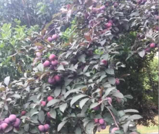 浙江一小区里随处可见的这东西，店里卖到15.8元一斤！居民随便捡