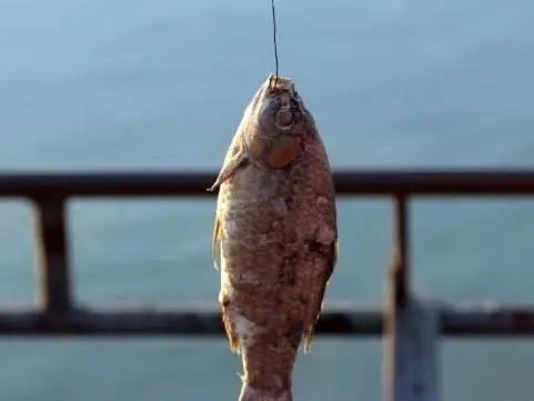 闲鱼交易提示谨防诈骗无法付款,提示闲鱼禁止站外交易行为