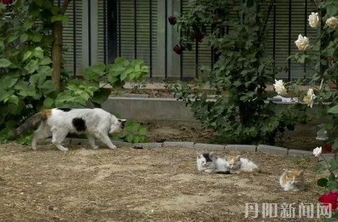 丹阳小区人虫大战,丹阳小区打架