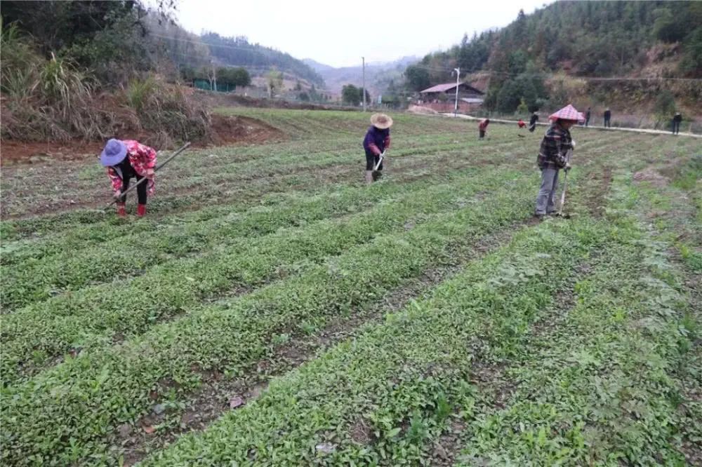 福建省工商联发挥自身优势助力脱贫致富按下“快进键”