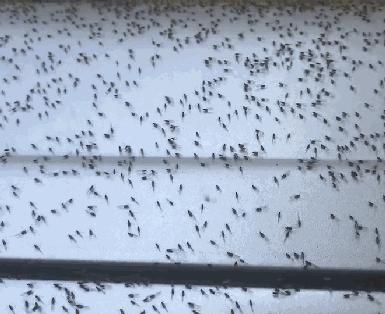 冬季蟑螂不休眠抓住灭蟑的好时机,灭蟑螂的最好方法家里有很多蟑螂