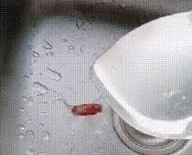 冬季蟑螂不休眠抓住灭蟑的好时机,灭蟑螂的最好方法家里有很多蟑螂