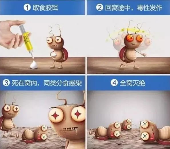 冬季蟑螂不休眠抓住灭蟑的好时机,灭蟑螂的最好方法家里有很多蟑螂