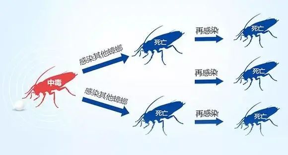 冬季蟑螂不休眠抓住灭蟑的好时机,灭蟑螂的最好方法家里有很多蟑螂