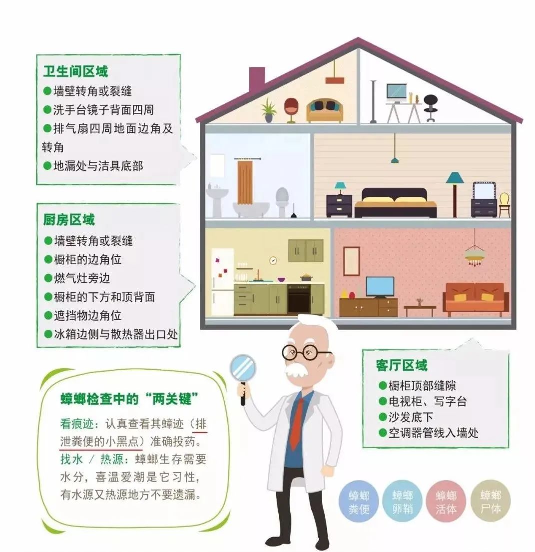 冬季蟑螂不休眠抓住灭蟑的好时机,灭蟑螂的最好方法家里有很多蟑螂