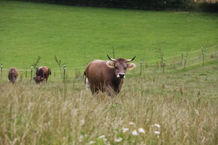 喜宝有机婴幼儿辅食米粉,喜宝辅食