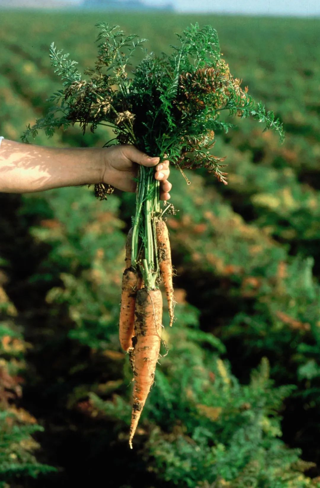 喜宝有机婴幼儿辅食米粉,喜宝辅食