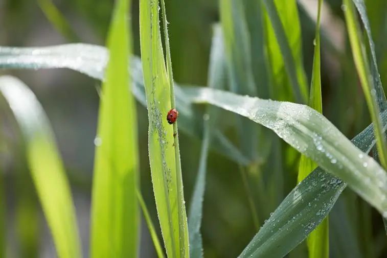喜宝有机婴幼儿辅食米粉,喜宝辅食