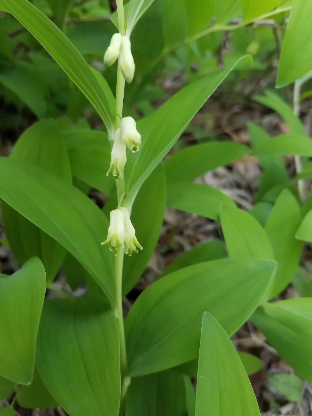 栖霞山玉竹树图片,栖霞山植物百科