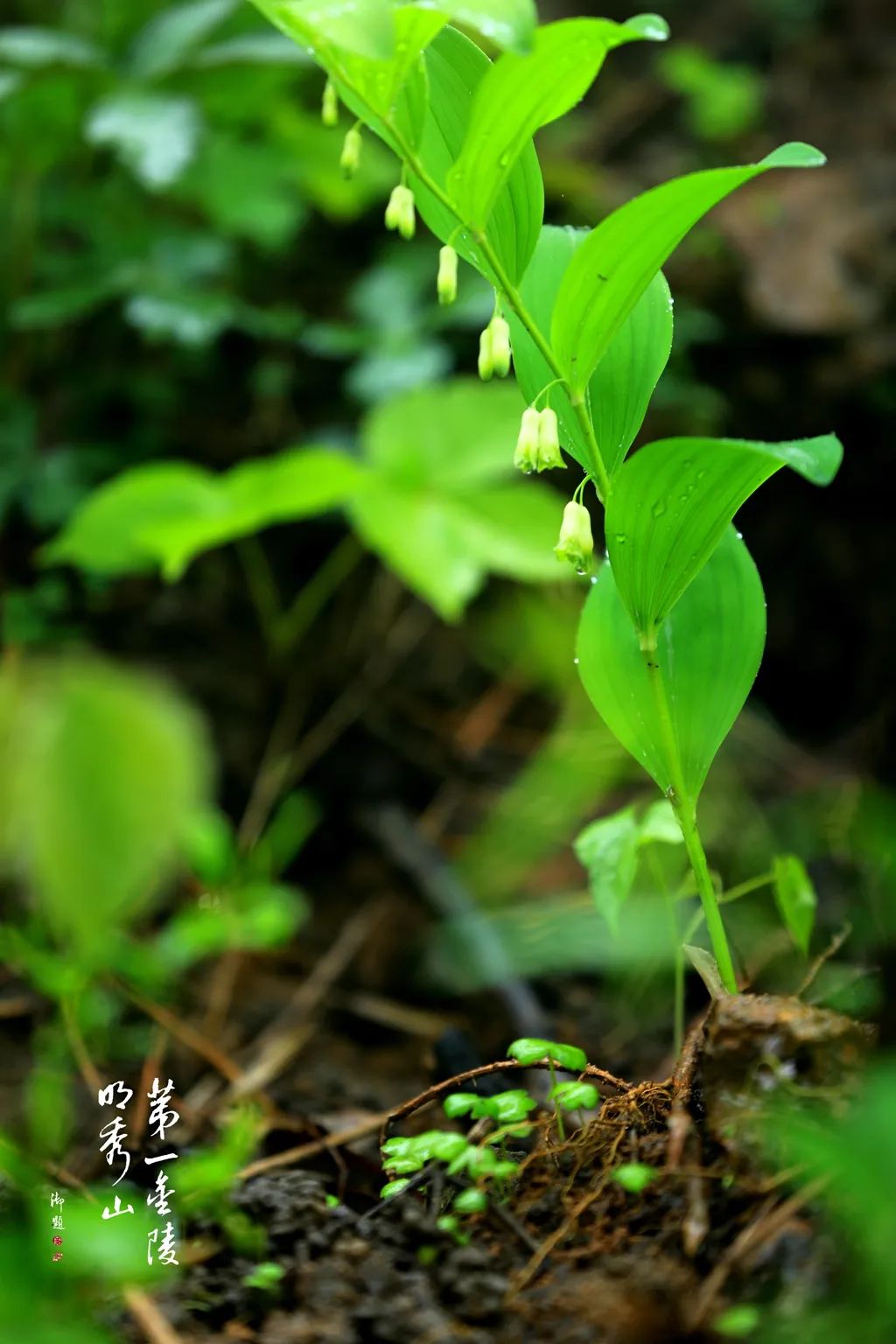 栖霞山玉竹树图片,栖霞山植物百科
