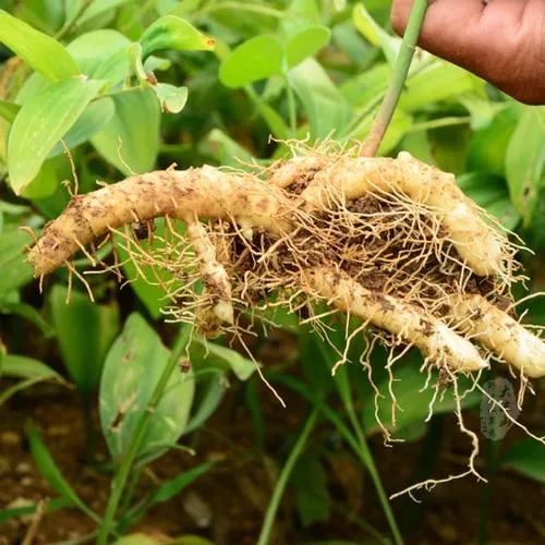 栖霞山玉竹树图片,栖霞山植物百科