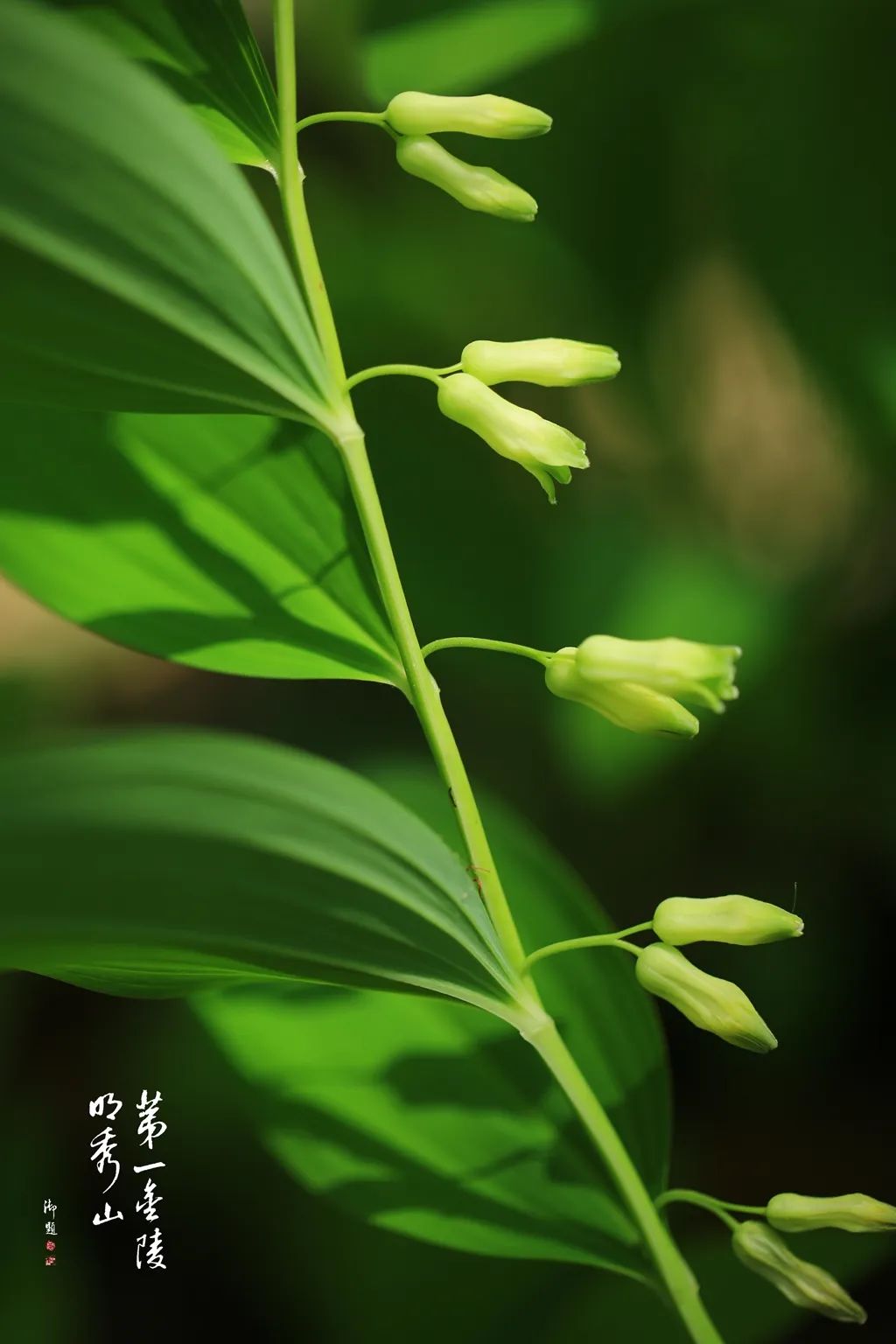 栖霞山玉竹树图片,栖霞山植物百科
