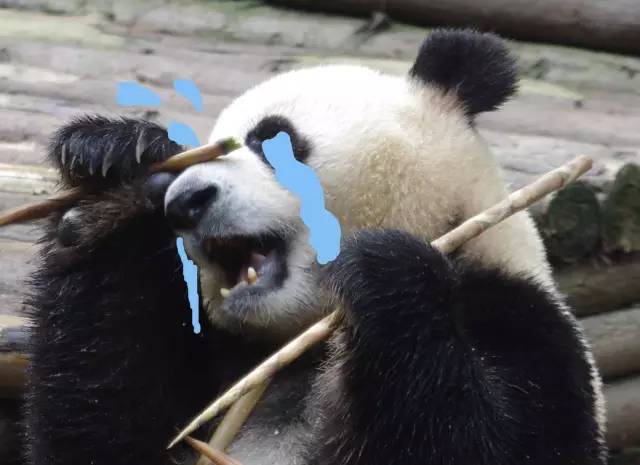 熊猫拍照怎么拍出高级感,熊猫拍照拍摄姿势