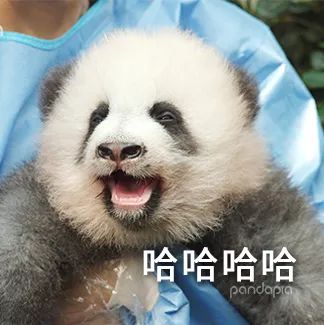 熊猫拍照怎么拍出高级感,熊猫拍照拍摄姿势