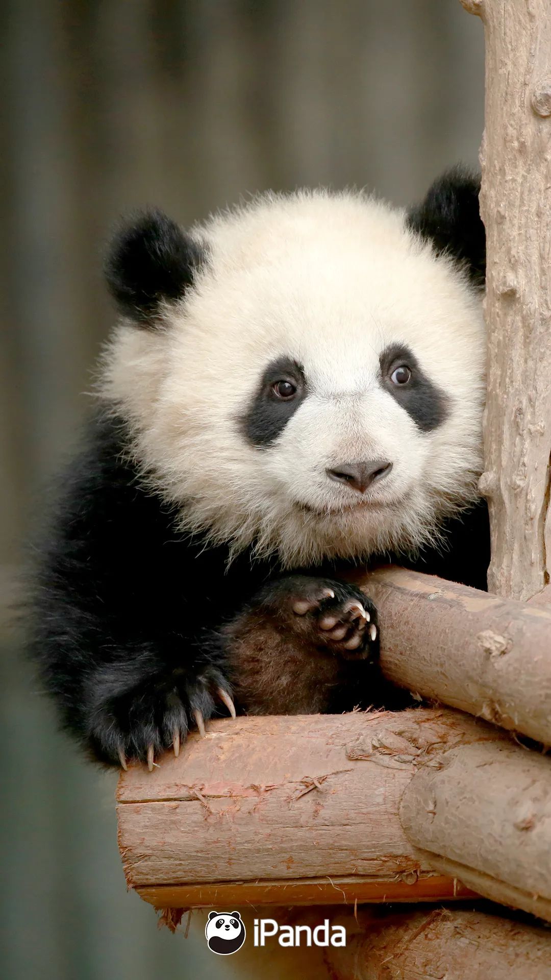 熊猫拍照怎么拍出高级感,熊猫拍照拍摄姿势