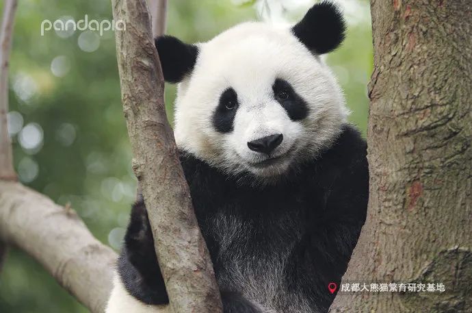 熊猫拍照怎么拍出高级感,熊猫拍照拍摄姿势