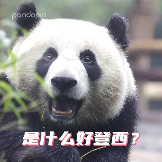 熊猫拍照怎么拍出高级感,熊猫拍照拍摄姿势