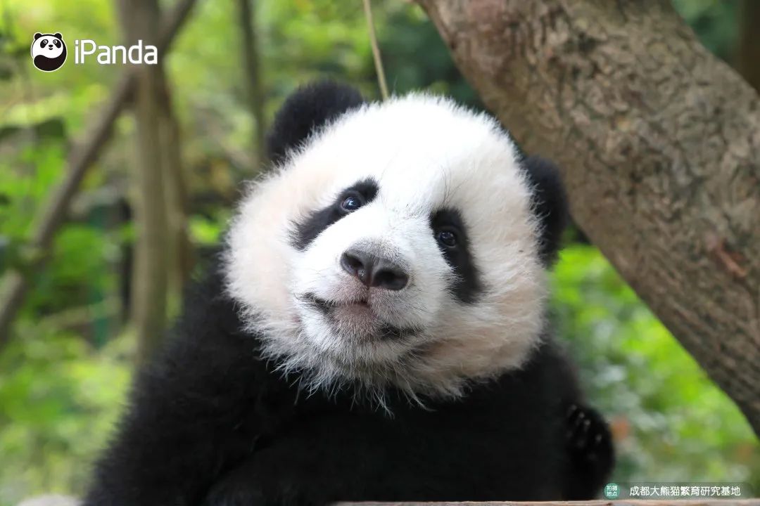 熊猫拍照怎么拍出高级感,熊猫拍照拍摄姿势