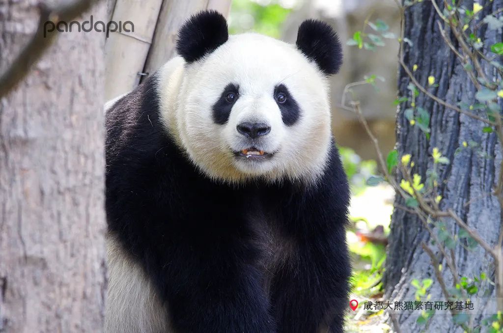 熊猫拍照怎么拍出高级感,熊猫拍照拍摄姿势
