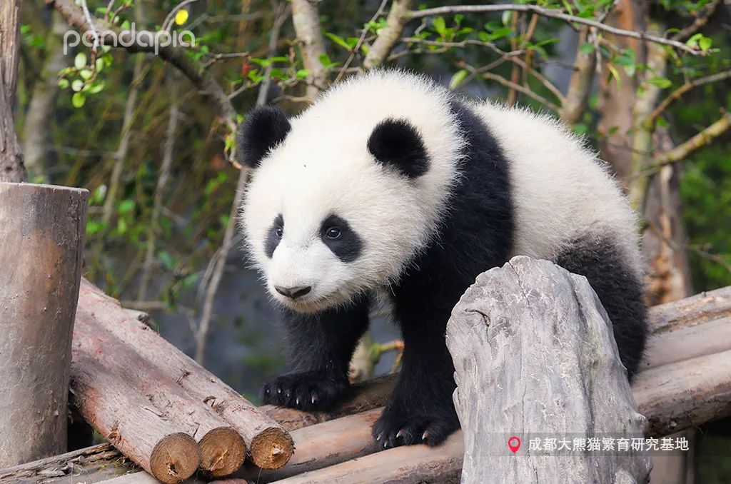 熊猫拍照怎么拍出高级感,熊猫拍照拍摄姿势