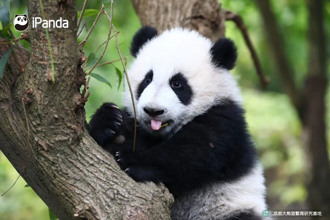 熊猫拍照怎么拍出高级感,熊猫拍照拍摄姿势
