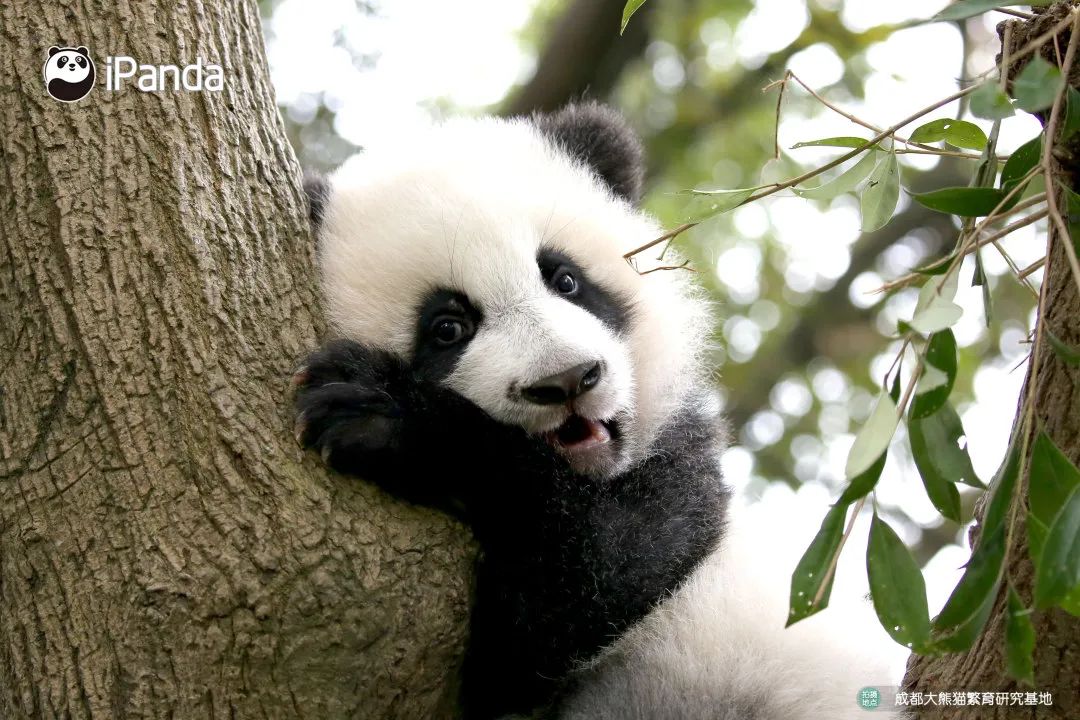 熊猫拍照怎么拍出高级感,熊猫拍照拍摄姿势