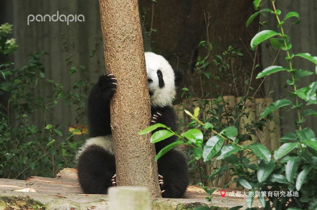 熊猫拍照怎么拍出高级感,熊猫拍照拍摄姿势