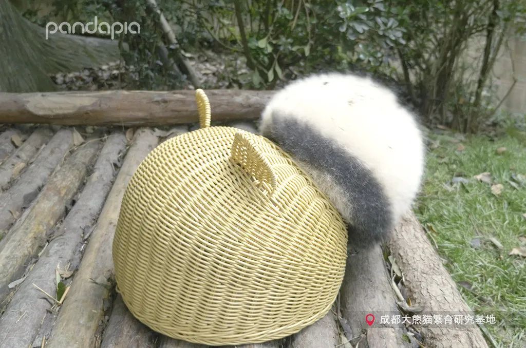 熊猫拍照怎么拍出高级感,熊猫拍照拍摄姿势