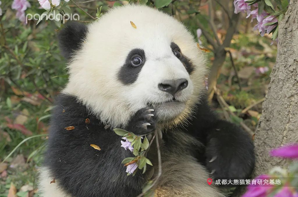 熊猫拍照怎么拍出高级感,熊猫拍照拍摄姿势
