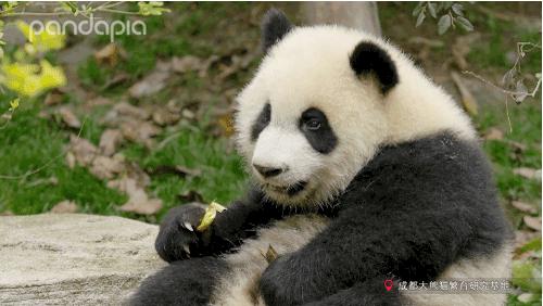 熊猫拍照怎么拍出高级感,熊猫拍照拍摄姿势
