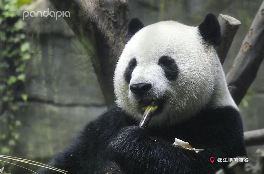 熊猫拍照怎么拍出高级感,熊猫拍照拍摄姿势