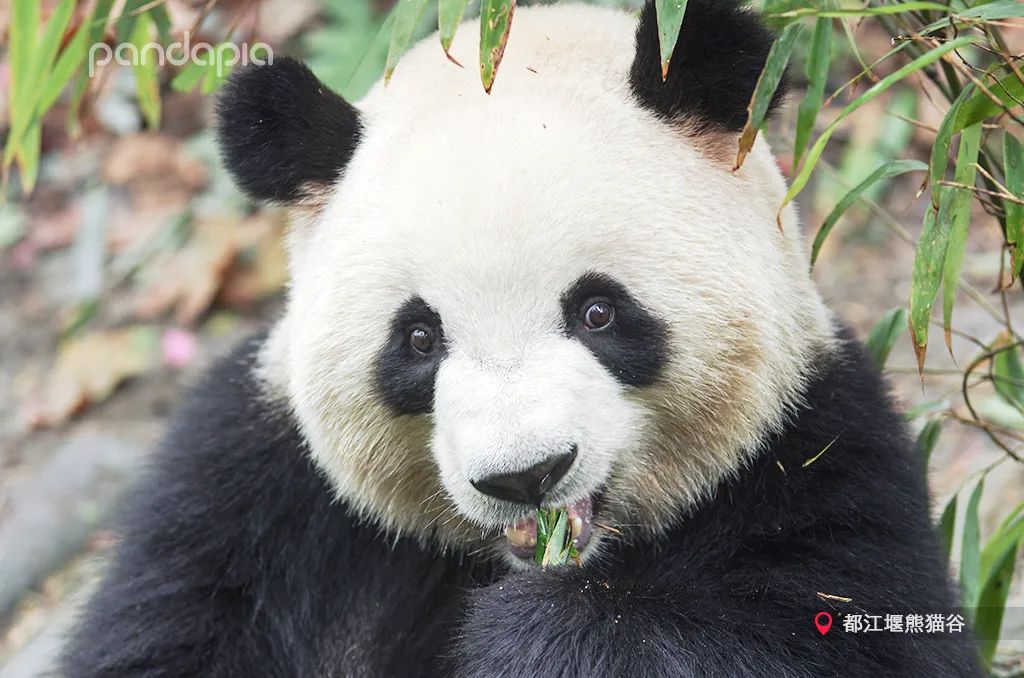 熊猫拍照怎么拍出高级感,熊猫拍照拍摄姿势