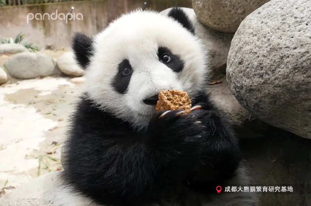 熊猫拍照怎么拍出高级感,熊猫拍照拍摄姿势