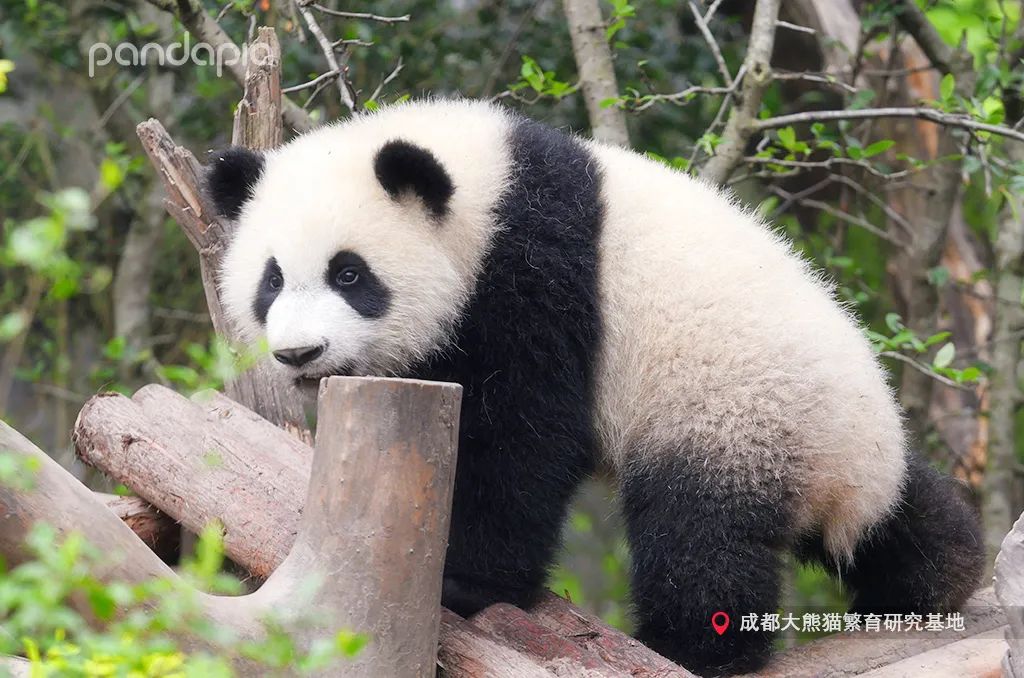 熊猫拍照怎么拍出高级感,熊猫拍照拍摄姿势