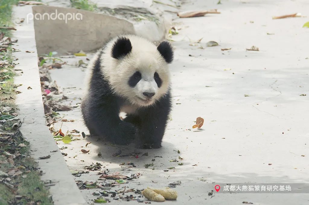 熊猫拍照怎么拍出高级感,熊猫拍照拍摄姿势