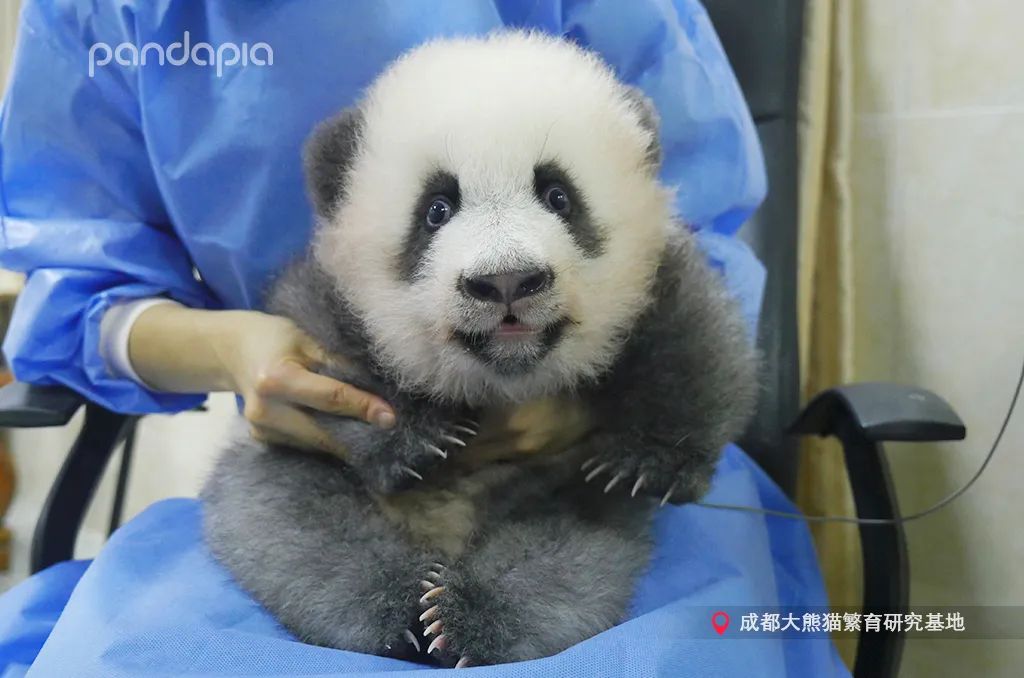 熊猫拍照怎么拍出高级感,熊猫拍照拍摄姿势