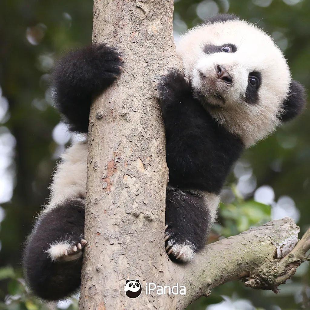 熊猫拍照怎么拍出高级感,熊猫拍照拍摄姿势