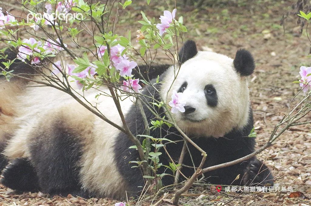 熊猫拍照怎么拍出高级感,熊猫拍照拍摄姿势