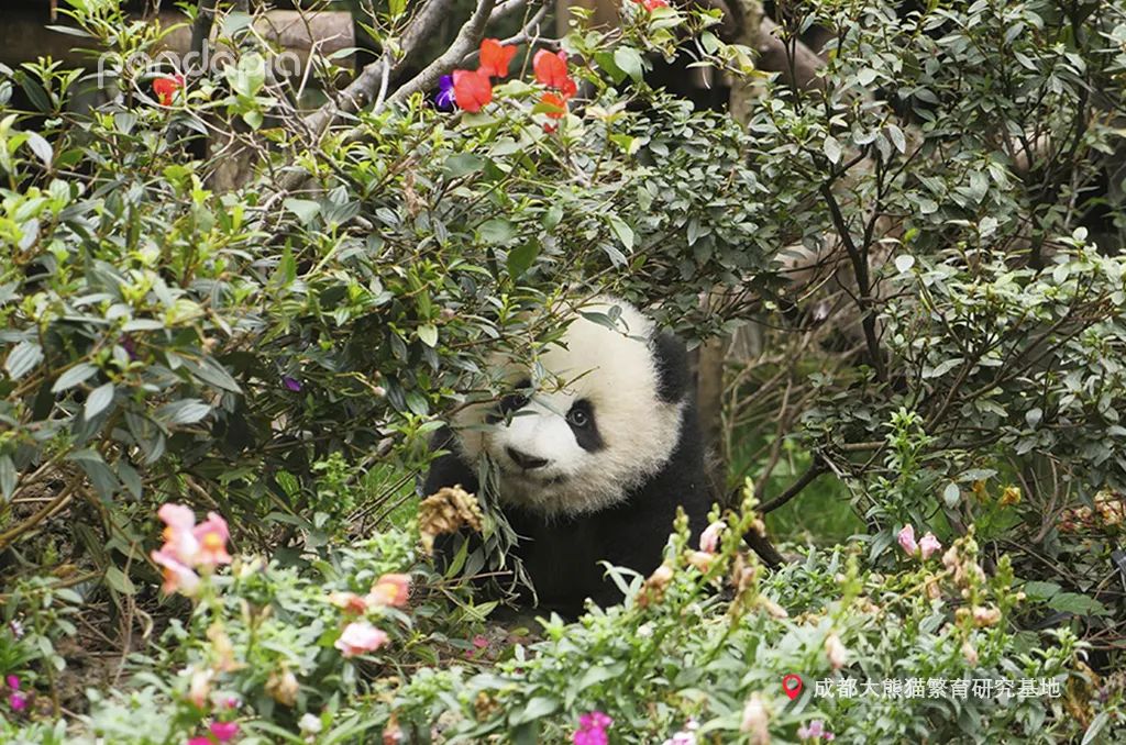 熊猫拍照怎么拍出高级感,熊猫拍照拍摄姿势